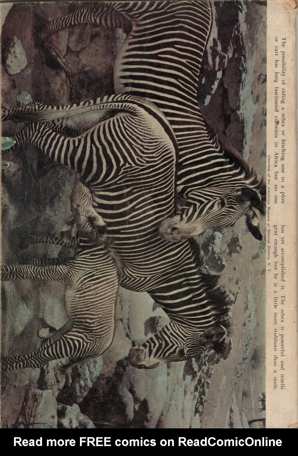 Tarzan (1948) Issue #30 - Page 36